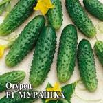 Огурец Мурашка 100шт Гавриш