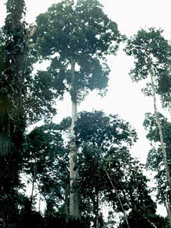 Дерево абаши Дерево абаши