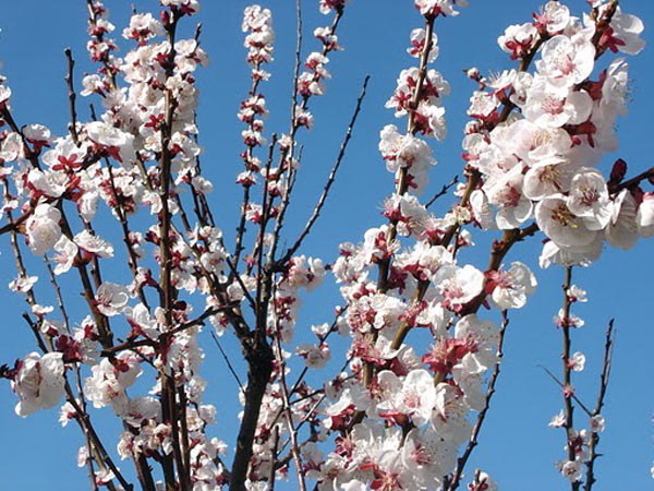 Древесина абрикос Древесина абрикос