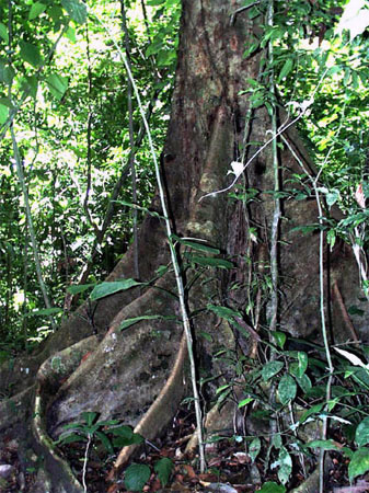 Дерево амарант Дерево амарант