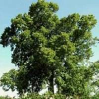 Дерево анегре Дерево анегре