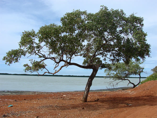 Дерево бакаут Дерево бакаут