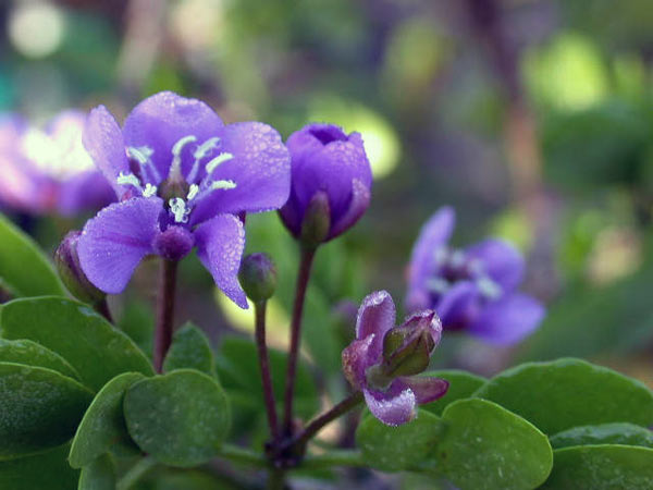 Дерево бакаут Дерево бакаут