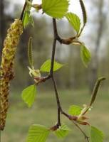 Дерево береза