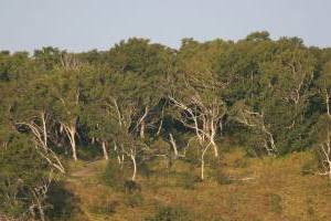 Дерево береза каменная