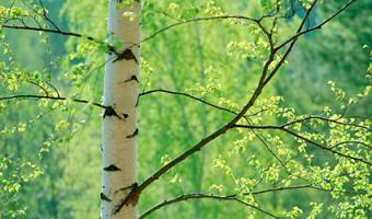 Дерево береза