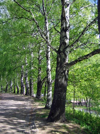 Дерево береза Дерево береза