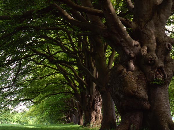 Дерево бук Дерево бук