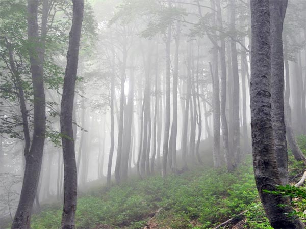 Буковый лес Буковый лес