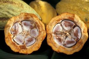 Дерево какао Дерево какао