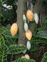 Дерево какао Дерево какао