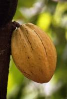 Дерево какао Дерево какао