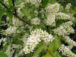 Дерево черемуха