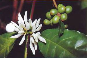 Кофейное дерево