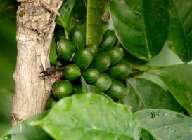Кофейное дерево