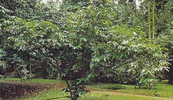 Кофейное дерево