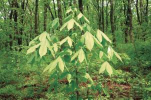 Дерево диморфант