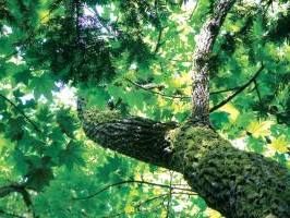 Дерево диморфант