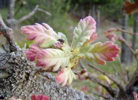 Дерево дуб пушистый
