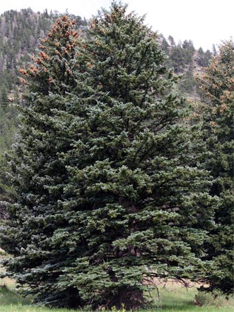 Дерево ель Дерево ель