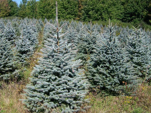 Дерево ель Дерево ель