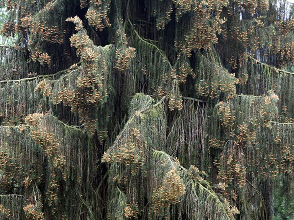 Дерево плакучая ель Дерево плакучая ель