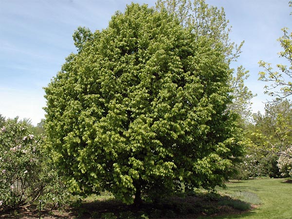 Дерево граб Дерево граб