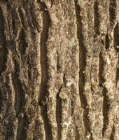 Кора грецкого ореха