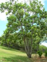 Хлебное дерево