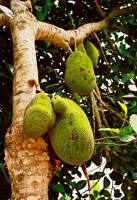 Хлебное дерево