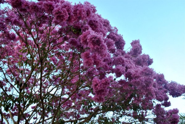 Дерево ипе Дерево ипе