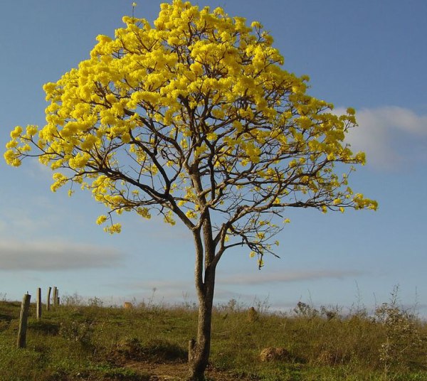 Дерево ипе Дерево ипе