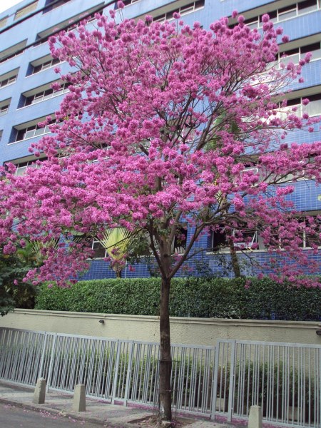 Дерево ипе Дерево ипе