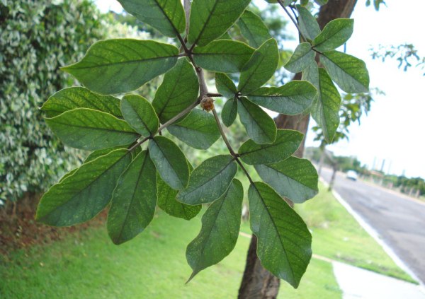 Дерево ипе Дерево ипе