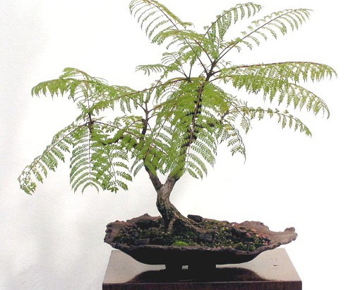 Дерево жакаранда Дерево жакаранда