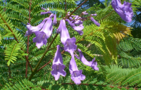 Дерево жакаранда Дерево жакаранда
