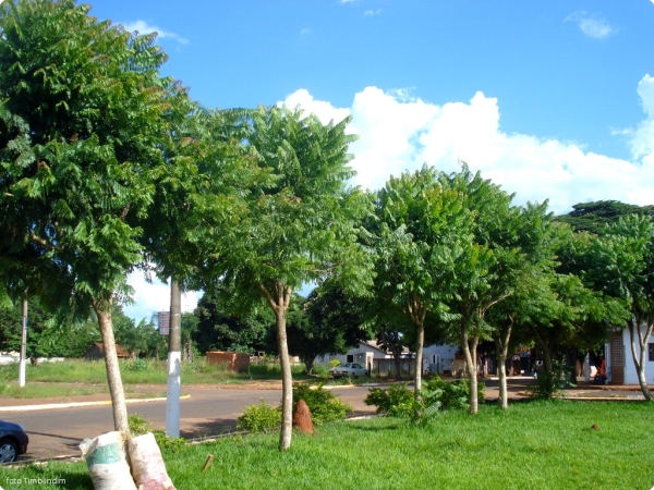 Дерево жакаранда Дерево жакаранда