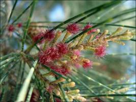 Дерево казуарина