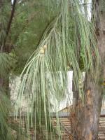 Дерево казуарина