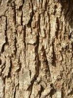 Кора казуарины