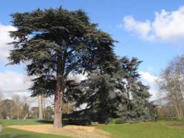 Дерево кедр Дерево кедр