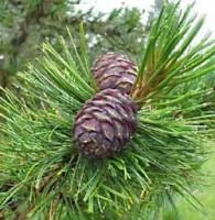 Дерево кедр Дерево кедр