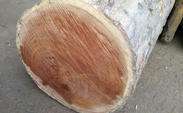 Дерево кемпас Дерево кемпас