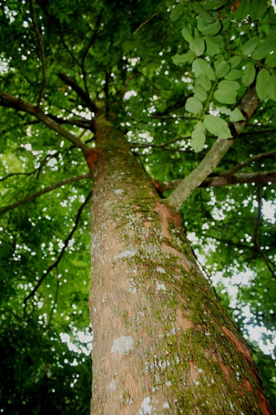 Дерево кемпас Дерево кемпас
