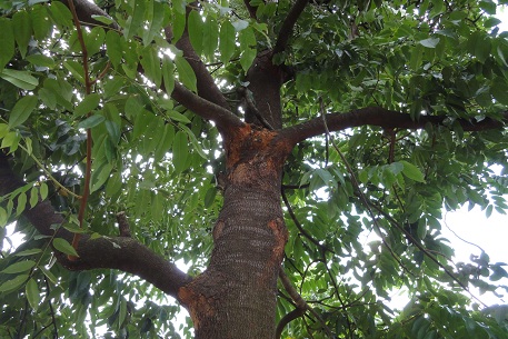 Дерево кемпас Дерево кемпас
