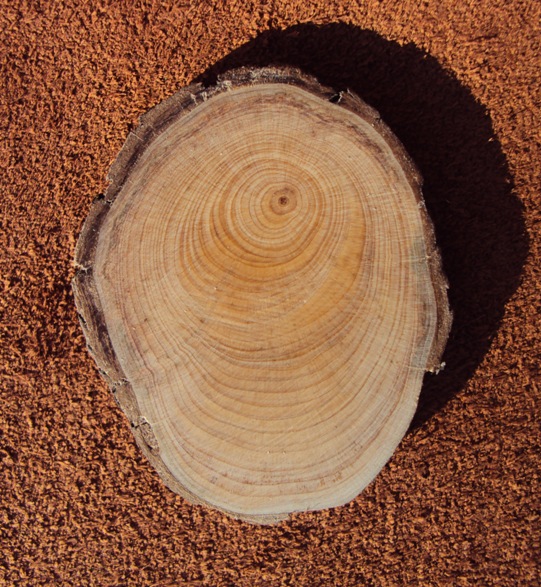 Древесина кипариса Древесина кипариса