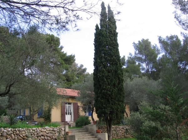 Дерево кипарис Дерево кипарис