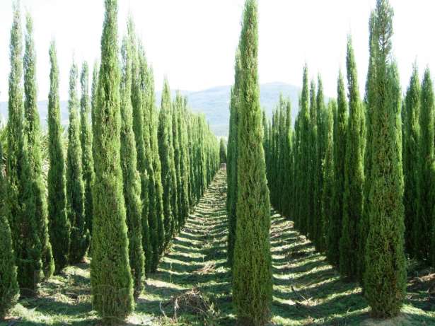 Дерево кипарис title=