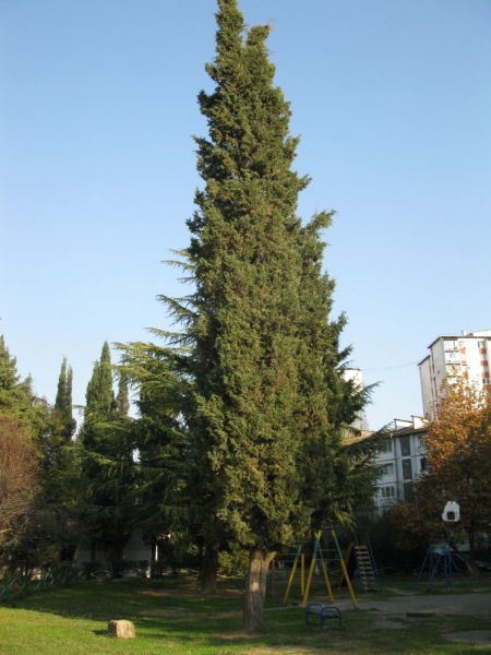 Дерево кипарис Дерево кипарис