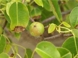 Плоды манцинеллы